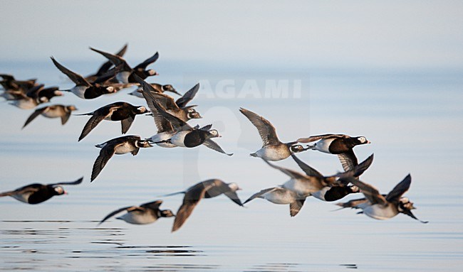 Groep IJseenden in zomerkleed in de vlucht; Group of Long-tailed Ducks in breeding plumage in flight stock-image by Agami/Markus Varesvuo,
