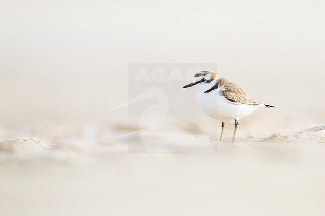 Strandplevier, Kentish Plover, Charadrius alexandrinus adult male on sand beach on north sea coast stock-image by Agami/Menno van Duijn,