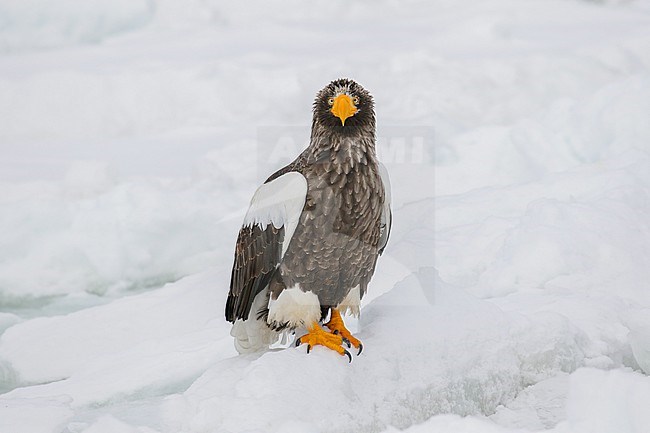 Adult Steller's Sea Eagle, Haliaeetus pelagicus, wintering at Rauso, Hokkaido, Japan. stock-image by Agami/Pete Morris,