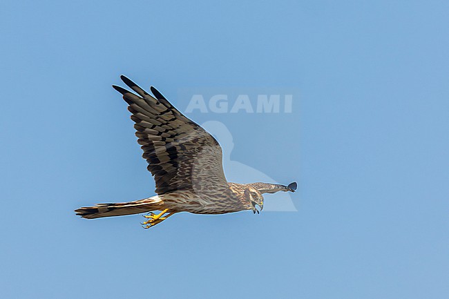 Montagu's Harrier, Circus pygargus, wintering in Gujarat, India. stock-image by Agami/Marc Guyt,