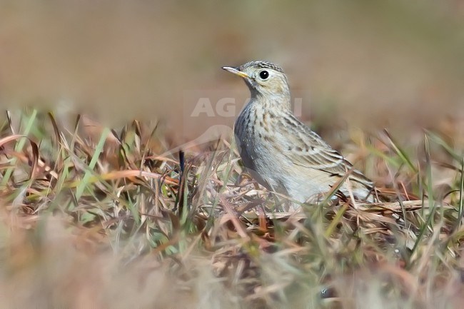 Sprague's Pipit (Anthus spragueii) perched in the gras stock-image by Agami/Dubi Shapiro,