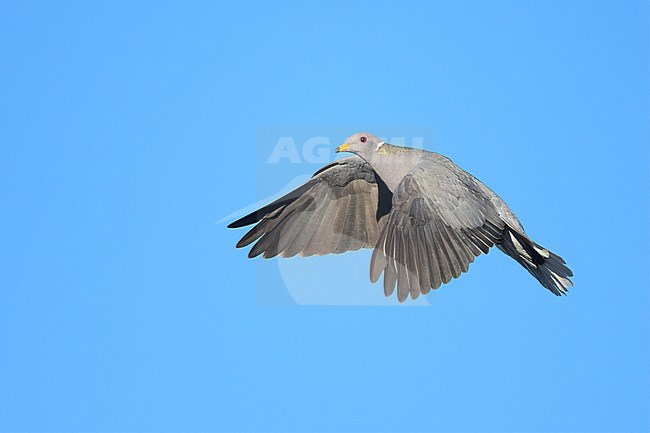 Adult
Santa Barbara Co., CA
November 2020 stock-image by Agami/Brian E Small,
