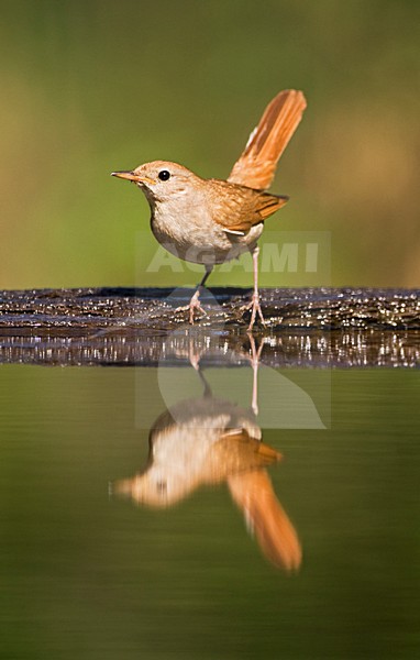 Nachtegaal bij drinkplaats; Common Nightingale at drinking site stock-image by Agami/Marc Guyt,