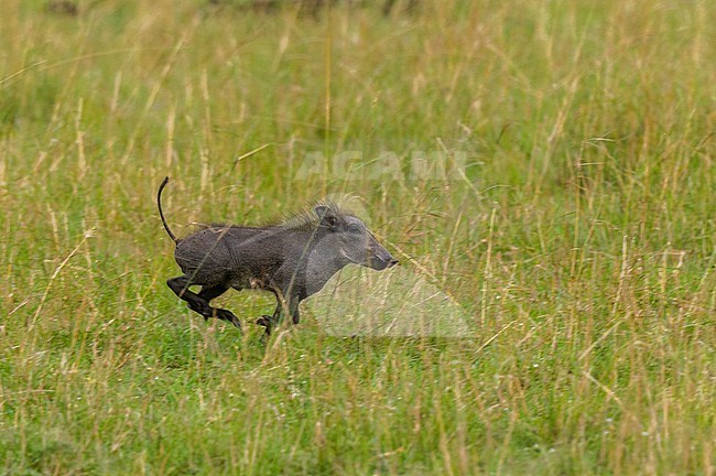 A young warthog, Phacochoerus africanus, running. Masai Mara National Reserve, Kenya. stock-image by Agami/Sergio Pitamitz,