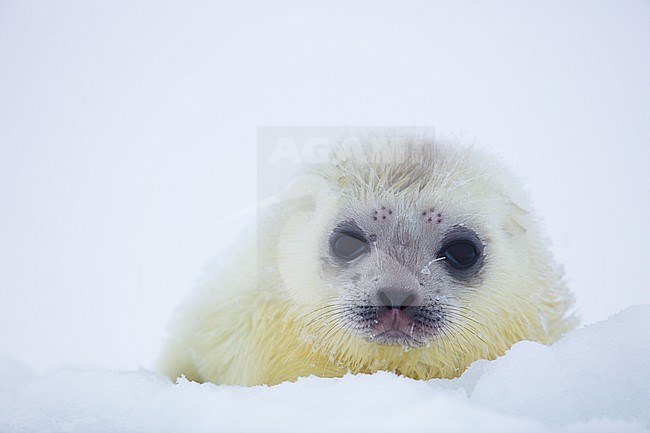 Just born Ringed Seal (Pusa hispida) pub resting on pack ice. stock-image by Agami/Pieter-Jan D'Hondt ,