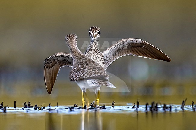 Two fighting Wood Sandpipers (Tringa glareola) in Italy. stock-image by Agami/Daniele Occhiato,