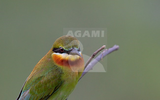 Blue-tailed Bee-eater (Merops philippinus) headshot of a bird perched on stick at Petchaburi, Thailand stock-image by Agami/Helge Sorensen,
