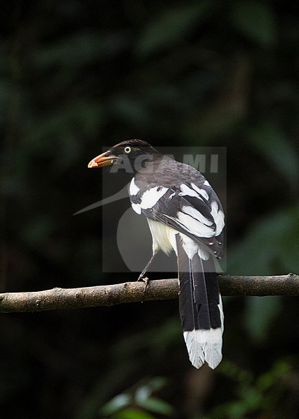 Adult White-winged Magpie (Urocissa whiteheadi xanthomelana) perched on a branch in the karst seasonal rainforest of the Sino-Vietnamese Border Region of China. stock-image by Agami/Marc Guyt,