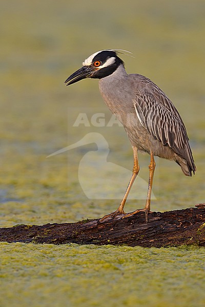 Adult 
Brazoria Co., TX
April 2011 stock-image by Agami/Brian E Small,