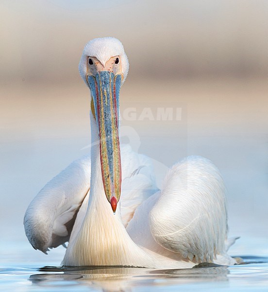 Great White Pelican (Pelecanus onocrotalus) in Lake Kerkini, Greece. stock-image by Agami/Marc Guyt,