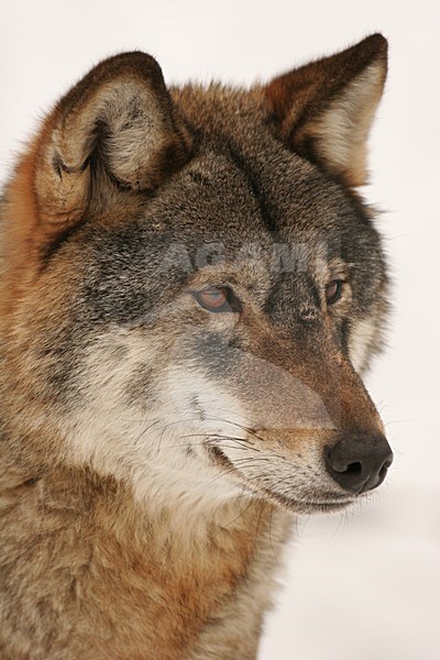 Europese Wolf close-up; European Wolf close up stock-image by Agami/Menno van Duijn,