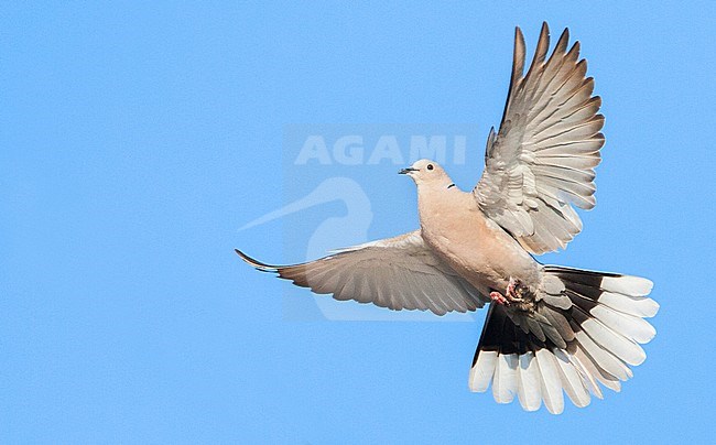 Eurasian Collared Dove (Streptopelia decaocto) on the Greek island of Lesvos. Seen from below with spread wings. stock-image by Agami/Marc Guyt,
