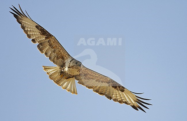 Upland Buzzard (Buteo hemilasius) in flight in Mongolia during summer. stock-image by Agami/Jari Peltomäki,