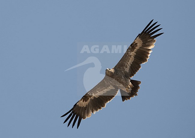 Steppe Eagle flying; Steppearend vliegend stock-image by Agami/Jari Peltomäki,