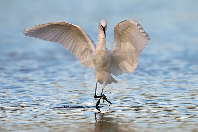Kleine Zilverreiger foeragerend; Little Egret foraging stock-image by Agami/Daniele Occhiato,