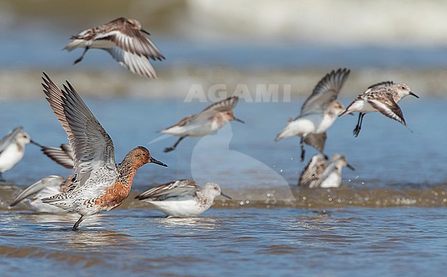 Sumer plumaged Red Knots, Calidris canutus, on the North Sea beach of Katwijk, Netherlands. Together with Sanderlings. stock-image by Agami/Marc Guyt,