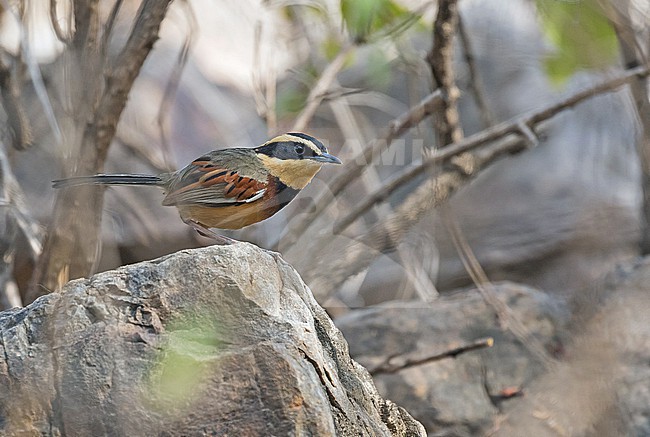 Elegant Crescentchest (Melanopareia elegans) in Northern Peru. stock-image by Agami/Pete Morris,