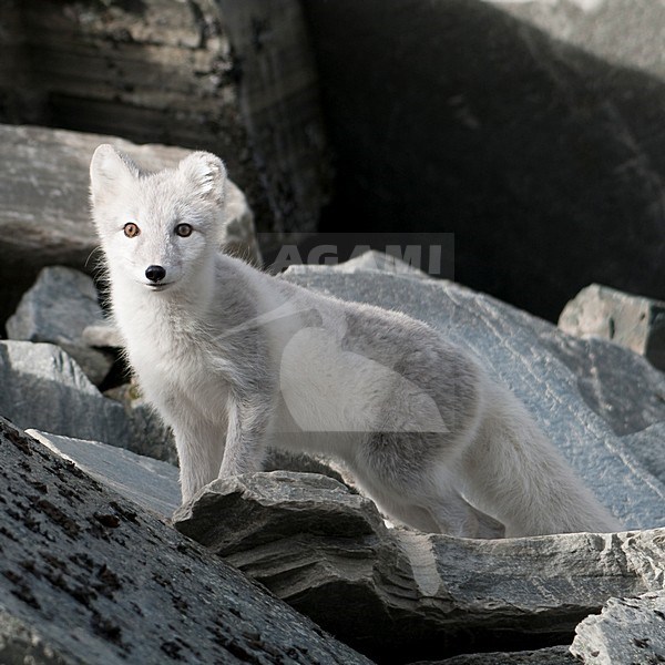 Poolvos in wintervacht; Arctic Fox in winter coat stock-image by Agami/Han Bouwmeester,