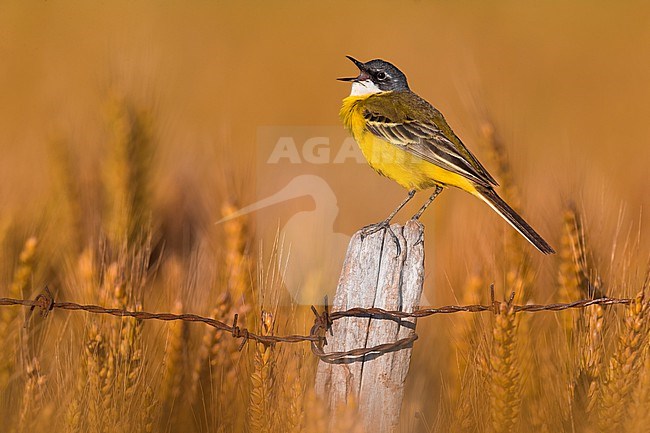 Singing male Ashy-headed Wagtail (Motacilla flava cinereocapilla) in Italy. Also known as White-throated Wagtail. stock-image by Agami/Daniele Occhiato,
