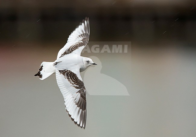 Ross's Gull (Rhodostethia rosea) first-winter bird in the harbour of Vlissingen. Rare vagrant to Western Europe. stock-image by Agami/Arie Ouwerkerk,
