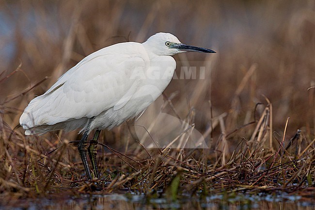 Little Egret, campania, italy (Egretta garzetta) stock-image by Agami/Saverio Gatto,