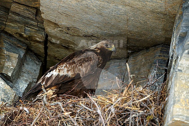 Adult American Golden Eagle (Aquila chrysaetos canadensis) sitting on it’s nest on a rockface on Seward Peninsula, Alaska, USA. stock-image by Agami/Brian E Small,