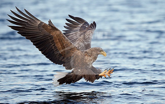 Zeearend adult jagend; White-tailed Eagle adult hunting stock-image by Agami/Markus Varesvuo,