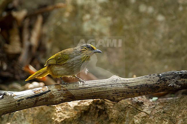 Stripe-throated Bulbul (Pycnonotus finlaysoni) at Kaeng Krachan National Park, Thailand stock-image by Agami/Helge Sorensen,