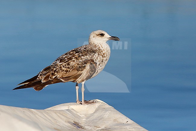 Immature Yellow-legged Gull (Larus michahellis) standing on a sand heap with sea in the background. stock-image by Agami/Chris van Rijswijk,