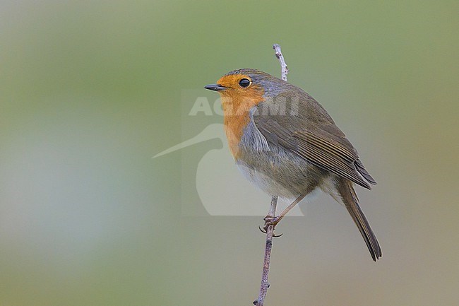 European robin (Erithacus rubecula) perched on a twig, with the vegetation as background. stock-image by Agami/Sylvain Reyt,