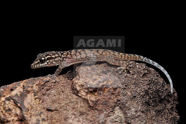 Darwin’s Leaf-toed Gecko (Phyllodactylus darwini) taken the 01/11/2025 at San Cristóbal - Galapagos. stock-image by Agami/Nicolas Bastide,