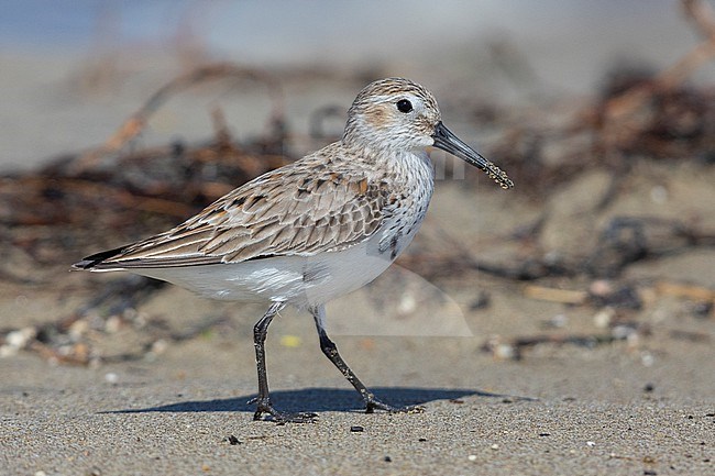 Dunlin (Calidris alpina), side view of an adult moulting to breeding plumage, Campania, Italy stock-image by Agami/Saverio Gatto,