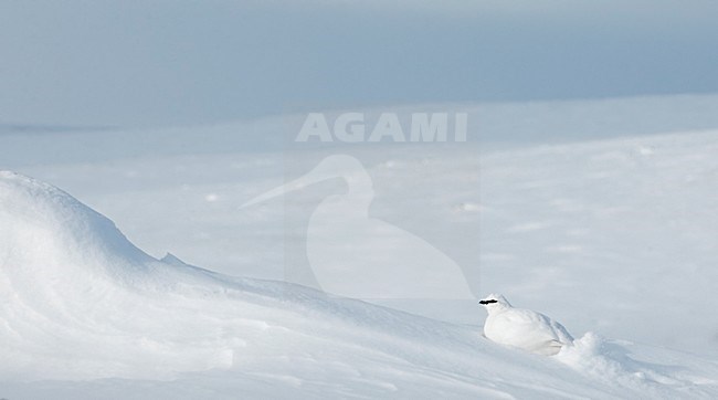 Alpensneeuwhoen in de sneeuw, Rock Ptarmigan in the snow stock-image by Agami/Markus Varesvuo,