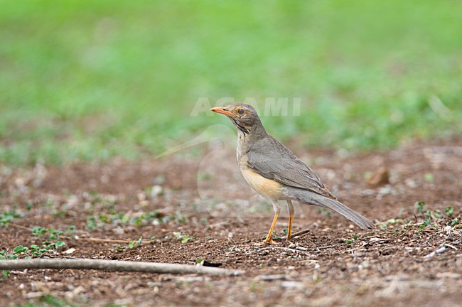 Kurrichane-lijster, Kurrichane Thrush, Turdus libonyana stock-image by Agami/Marc Guyt,