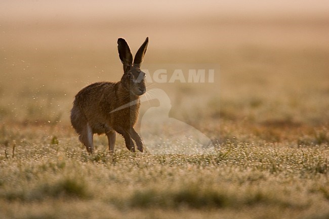 Europese Haas rennend, European Hare running stock-image by Agami/Menno van Duijn,