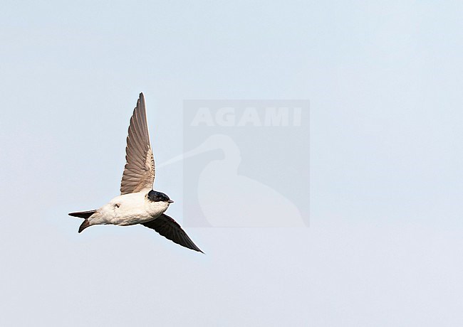 Common House Martin (Delichon urbicum) on Lesvos, Greece. stock-image by Agami/Marc Guyt,