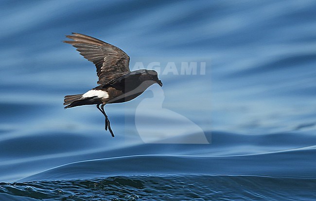 European Storm-Petrel ( Hydrobates pelagicus) off the coast of south Portugal stock-image by Agami/Eduard Sangster,