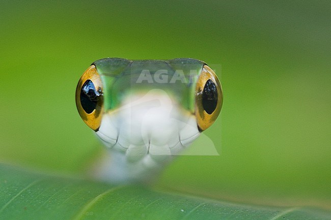 Groene spitsneusslang, Green vine snake stock-image by Agami/Bence Mate,