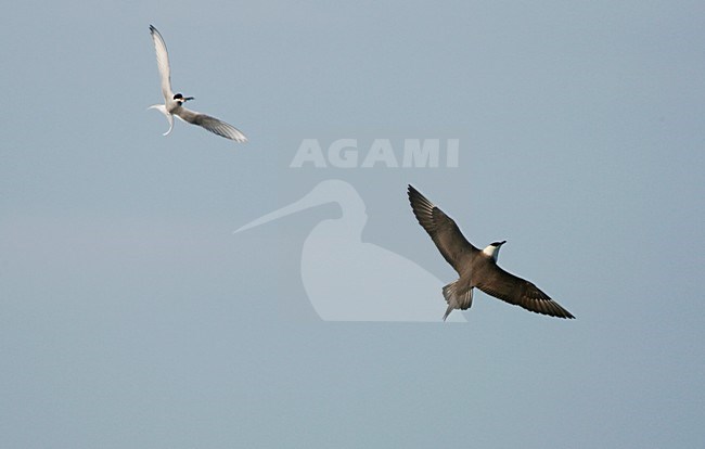 Lichte fase Kleine Jager jagend op Noordse Stern; Light morph Parasitic Jaeger chasing Arctic Tern stock-image by Agami/Menno van Duijn,
