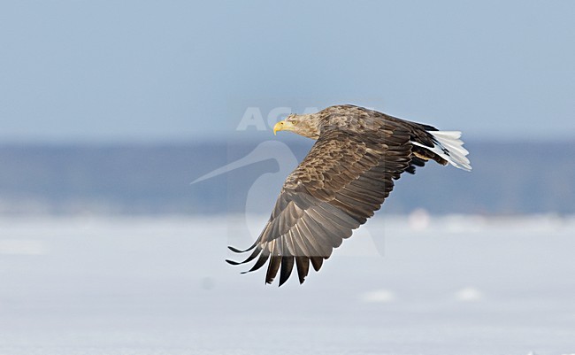 White-tailed Eagle flying; Zeearend vliegend stock-image by Agami/Roy de Haas,