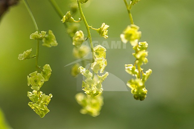 Mountain Currant blossom stock-image by Agami/Wil Leurs,