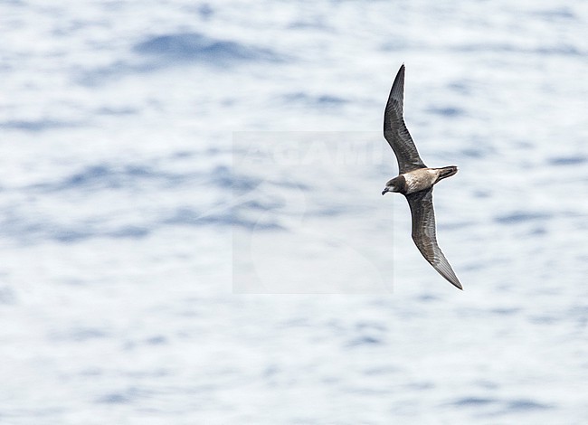 Aberrant Grey-faced Petrel (Pterodroma gouldi) at sea between New Zealand and New Caledonia. stock-image by Agami/Marc Guyt,