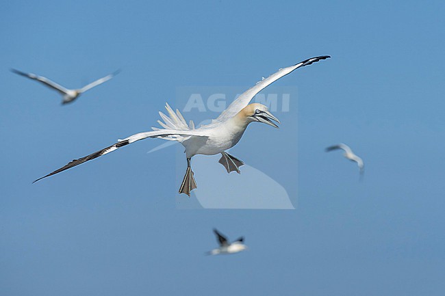 Northern Gannet (Morus bassanus) hunting for fish. stock-image by Agami/Marcel Burkhardt,