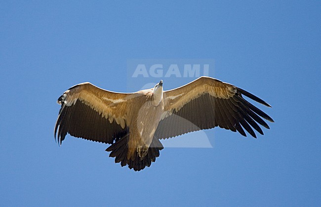 Griffon Vulture flying; Vale Gier vliegend stock-image by Agami/Marc Guyt,
