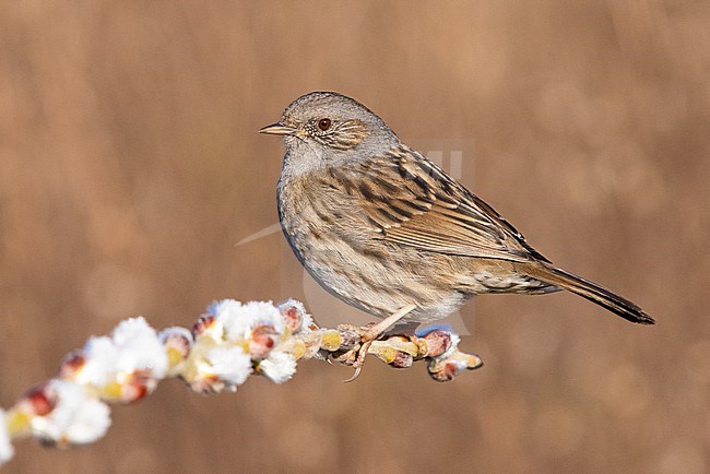 Dunnock (Prunella modularis), side vie wof an adult perched on a branch, Campania, Italy stock-image by Agami/Saverio Gatto,