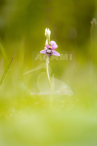 Ophrys aveyronensis stock-image by Agami/Wil Leurs,