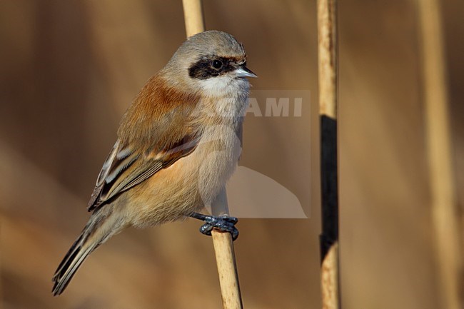 Vrouwtje Buidelmees; Female Eurasian Penduline Tit stock-image by Agami/Daniele Occhiato,