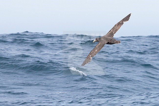 Northern Giant Petrel (Macronectes halli), individual in flight over the sea, Western Cape, South Africa stock-image by Agami/Saverio Gatto,