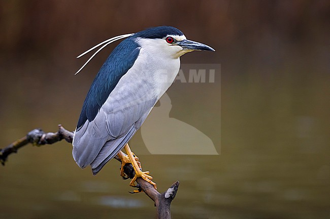 Adult Black-crowned Night Heron, Nycticorax nycticorax, in Italy. stock-image by Agami/Daniele Occhiato,