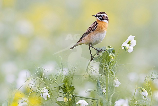 Whinchat (Saxicola rubetra) in Italy. stock-image by Agami/Daniele Occhiato,